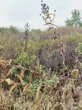 Участок в Челябинская область, Агаповский муниципальный округ, ...