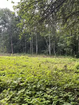 Участок в Ленинградская область, Лужский район, Скребловское с/пос, д. ...