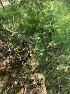 Участок в Краснодарский край, Анапа муниципальный округ, с. Варваровка ...