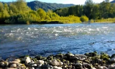 Участок в Алтайский край, Краснощековский район, Чинетинский ...