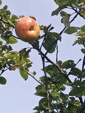 Дом в Пермский край, Пермь Любитель СТ, 41 (20 м)