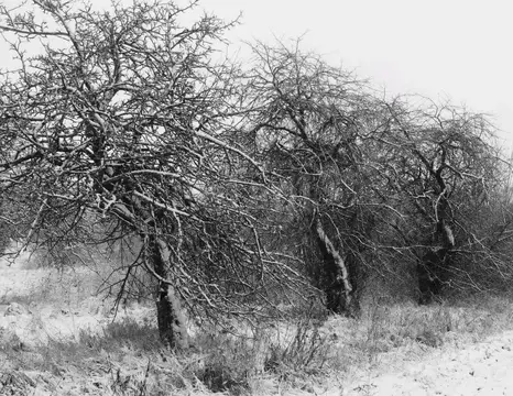 Дом в Брянская область, Брянск Родина садоводческое объединение,  (10 ...