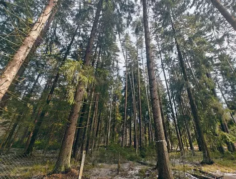 Участок в Санкт-Петербург, Санкт-Петербург, Зеленогорск ул. Танкистов, ...