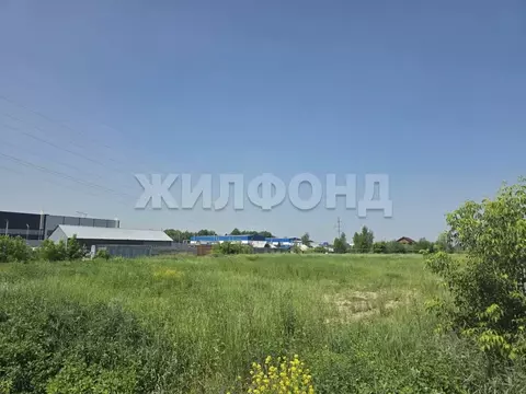 Участок в Новосибирская область, Новосибирский район, Кудряшовский дп ...