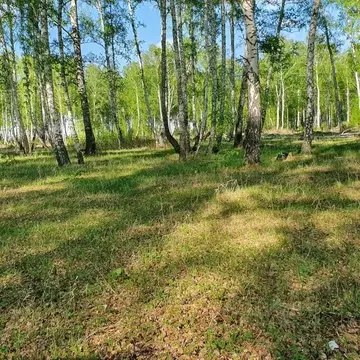 Участок в Курганская область, Кетовский муниципальный округ, д. Лукино ...