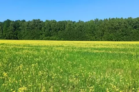 Участок в Московская область, Богородский городской округ, д. Следово ...