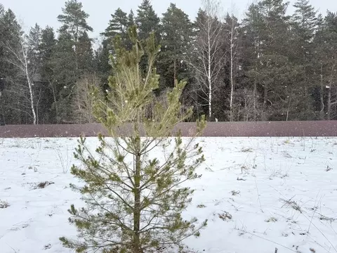 Участок в Московская область, Истра муниципальный округ, Снегири пгт ...