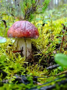 Участок в Ленинградская область, Приозерский район, Сосновское с/пос, ...