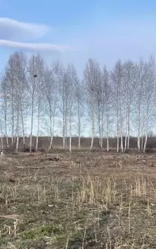 Участок в Тюменская область, Тюмень Рябинка-2 садовое товарищество, ...