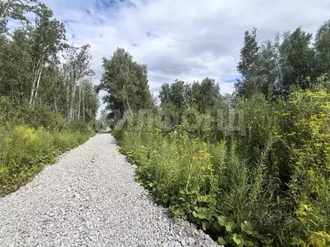 Участок в Новосибирская область, Новосибирск Золотая Горка СНТ, аллея ...