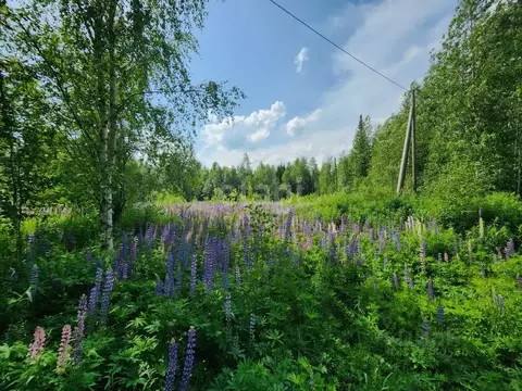 Участок в Коми, Сыктывдинский район, с. Выльгорт, Клен СТ  (10.0 сот.)