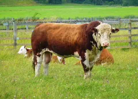 Производственное помещение в Свердловская область, Горноуральский ...