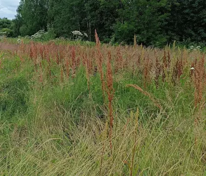 Участок в Московская область, Шатура муниципальный округ, д. ...