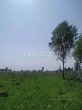 Участок в Новосибирская область, Новосибирский район, Кудряшовский ...