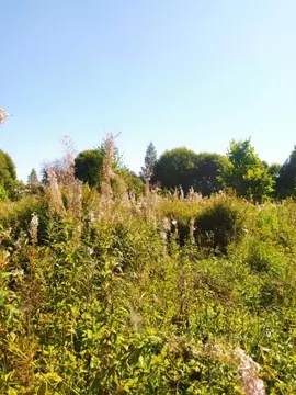 Участок в Смоленская область, Смоленский муниципальный округ, д. Лоево ...