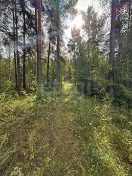 Участок в Ленинградская область, Ломоносовский район, Лебяженское ...
