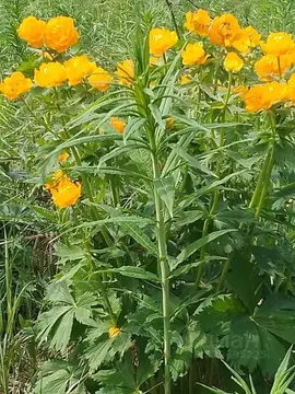 Участок в Красноярский край, Емельяновский район, Никольский ...