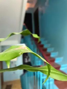 2-к кв. Астраханская область, Астрахань Звездная ул., 27 (38.5 м)