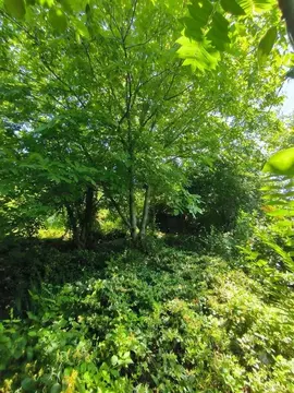 Участок в Краснодарский край, Краснодар Победитель СНТ, ул. Тимошенко ...