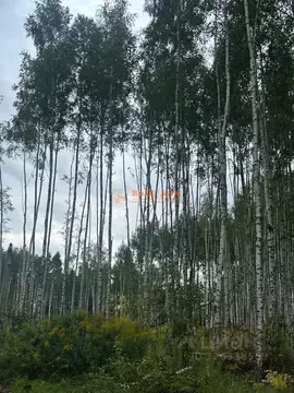 Участок в Тульская область, Тула городской округ, с. Частое  (12.0 ...