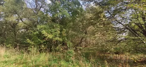 Участок в Московская область, Талдомский городской округ, д. Князчино  ...