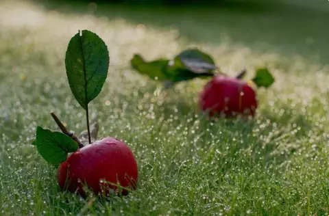 Дом в Санкт-Петербург, Санкт-Петербург, Петергоф Санкт-Петербургское ...