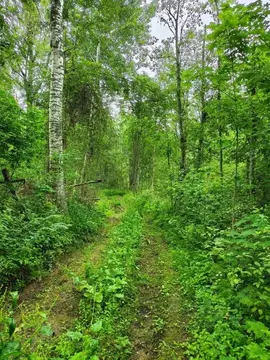 Участок в Ленинградская область, Лужский район, Осьминское с/пос, д. ...
