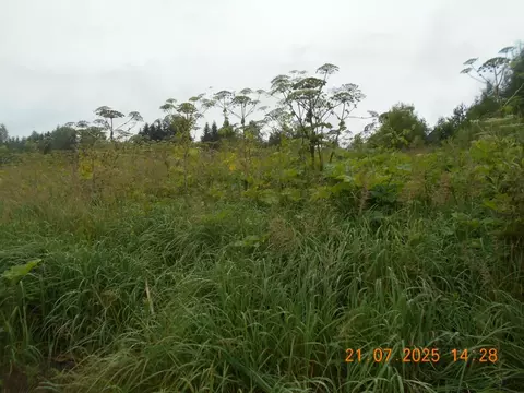 Участок в Московская область, Шаховская муниципальный округ, д. Жилые ...