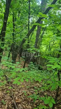 Участок в Амурская область, Благовещенск  (11.6 сот.)