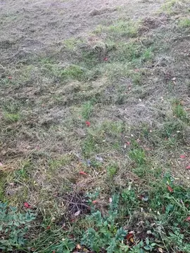 Участок в Амурская область, Ивановский муниципальный округ, с. ...