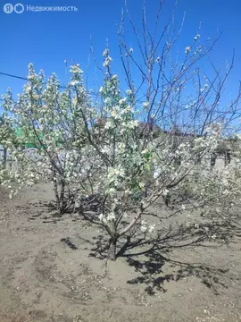 Дом в Омск, садоводческое некоммерческое товарищество Звёздочка, 9-я ...