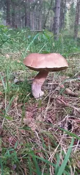 Участок в Ленинградская область, Всеволожский район, Лесколовское ...