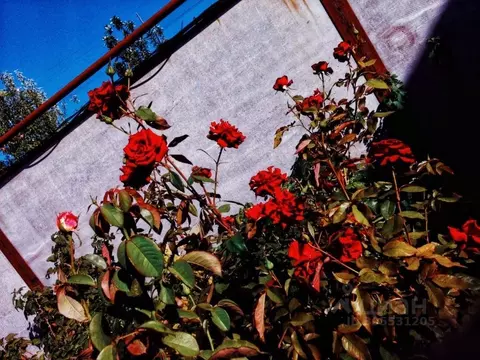 Дом в Крым, Советский пгт ул. Некрасова, 45 (69 м)