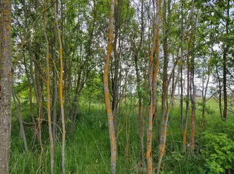 Участок в Московская область, Чехов муниципальный округ, д. Леоново  ...