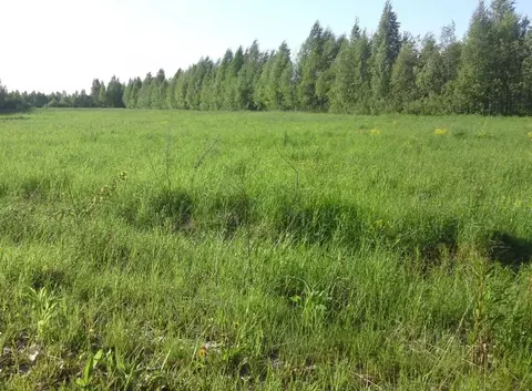 Участок в Ленинградская область, Выборгский район, Рощинское городское ...