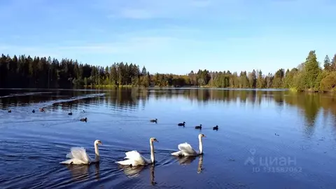 Участок в Ленинградская область, Выборгский район, Рощинское городское ...