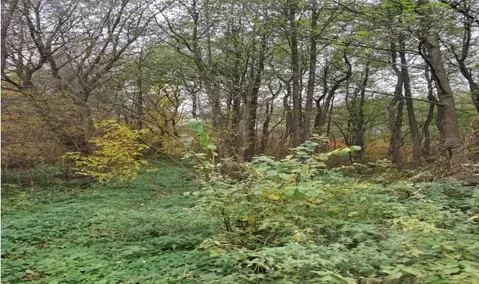 Участок в Московская область, Лосино-Петровский городской округ, д. ...