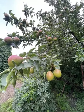 Дом в Омская область, Омск Садовод СНТ,  (15 м)