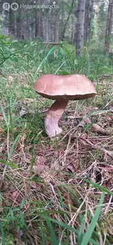 Участок в Лесколовское сельское поселение, СНТ Юбилейное, 220 (6 м)