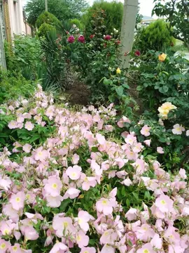 Дом в Краснодарский край, Анапа муниципальный округ, с. Витязево ул. ...