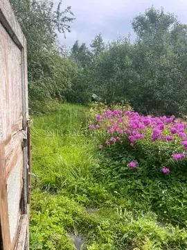 Дом в Ленинградская область, Гатчинский район, Оазис СНТ 74 (43 м)