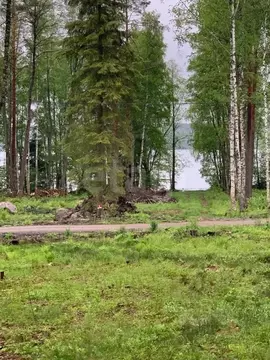 Участок в Ленинградская область, Выборгский район, Приморское ...