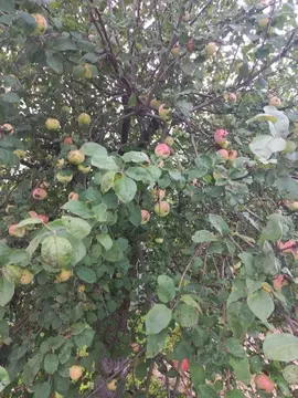 Участок в Московская область, Ступино Машиностроитель-3 СНТ,  (6.0 ...