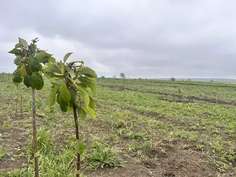Участок в Краснодарский край, Анапа муниципальный округ, с. ...