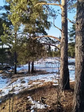 Участок в Ленинградская область, Выборгский район, Первомайское с/пос, ...