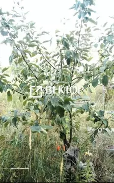 Участок в Костромская область, Кострома Струя-1 СНТ, 64 (6.0 сот.)