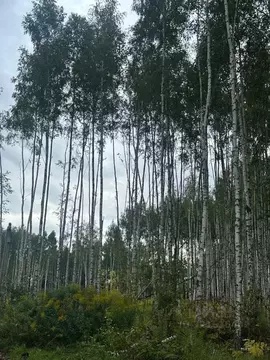 Участок в Тульская область, Тула городской округ, с. Частое  (12.0 ...