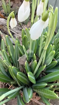 Участок в Крым, Ленинский район, с. Войково ул. Рудниковская (20.0 ...