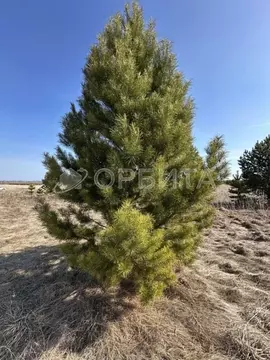 Участок в Тюменская область, Тюменский муниципальный округ, д. Речкина ...
