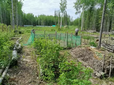 Участок в Ханты-Мансийский АО, Ханты-Мансийск Здоровье СОТ,  (10.0 ...